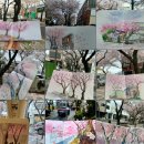 꽃눈피우다 | [어반스케쳐스 제주] 벚꽃이 눈처럼 내리던 날 _ 제주 전농로 (3월 정모 이야기)