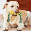 찬스덴탈 이미지