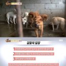 동물농장 이미지