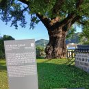 홍산객사 은행나무 이미지