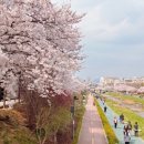불광천6 | 불광천 벚꽃축제 후기