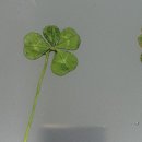 금천독일맑은보청기 이미지