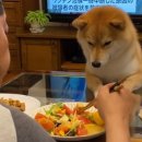 빼꼼낼름 이미지