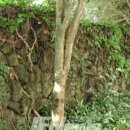 남원읍 태흥리 970-3 이미지