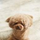 강남고양이 분양 히어로펫 | 일산강아지분양 서리펫 다녀온 후기
