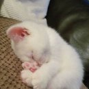 몽글몽글 이미지