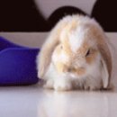 토끼 이미지