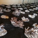 예덴농원 이미지