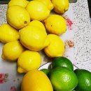 드림유커피