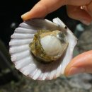 대합정기시장 | 태안 안면도 수산시장 ‘수산365’ 캠핑용 조개구이 포장