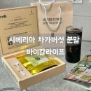 바이칼허브 | 면역력에 좋은 러시아제목없음시베리아 차가버섯 분말 효능 먹는방법 바이칼라이프