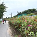 치악산둘레길 9코스 자작나무길 이미지
