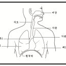 6 [몸과 깨달음] 흉부를 이완하고 깊은 복식호흡으로 들숨시 복압을 높여라 이미지