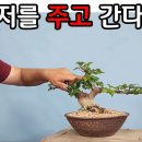 분재관리 324강 예솔에 주고 가신다더니?-초보 분재인들은 꼭 보세요. 이미지