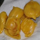 잭프루트 [큰빵나무, Jackfruit (Artocarpus heterophyllus)] - 열대과일 이미지