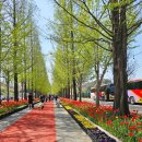 카페드피나클 본점 | 아산 피나클랜드 20260418 후기 주차 튤립 개화율 알파카 카페드피나클