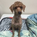 펫엘도라도 이미지