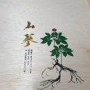 산양산삼월드