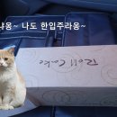 조가네대왕카스테라