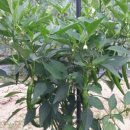 여주자영농업고등학교 이미지