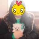 참 조은 훈이네 강아지 이미지