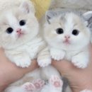 더반려강아지분양고양이분양잠실