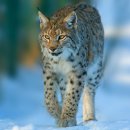 스라소니 Lynx, 붉은 스라소니 Bobcat 이미지