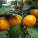 반디농장 이미지