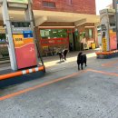 SK삼척주유소 이미지