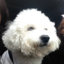 올래퍼피 네이버블로그