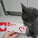 몽벨로 펫 케어센터 | 고양이 심장 영양제 보조제 크루즈펫 케어사이드 모두 헤파카디오 Q10 프리미엄