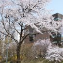 청주 가경천 살구나무거리 (월천 1교~하복 대교)