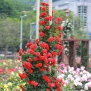 대구 달서구 이곡동 분수공원 장미원 장미축제(2011.05.28) 이미지