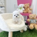 유앤미펫 강아지분양 고양이분양 일산점 이미지