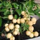 왜성 로간 Dwarf Longan “Sri Chompoo” 이미지