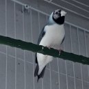 블르