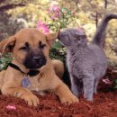 이쁜강아지 이미지