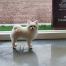 제이앤제이애견 이미지