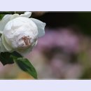 곡성-198 이미지