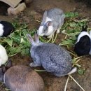 옹기종기 이미지