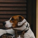 우리집강아지 이미지