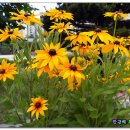 월성초등학교 이미지