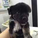 홍익동물병원 이미지