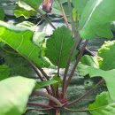 더드림농장 이미지