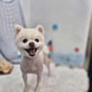 보들하이 이미지