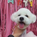 #the예쁘개 이미지