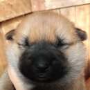 예쁜강쥐 이미지