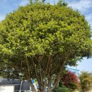 금송농장 이미지