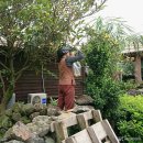 예전엔 마당에 흔했는데… 지금은 아는 사람만 먹는 '황금 과일' 이미지