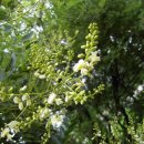 괴정1동-4 이미지